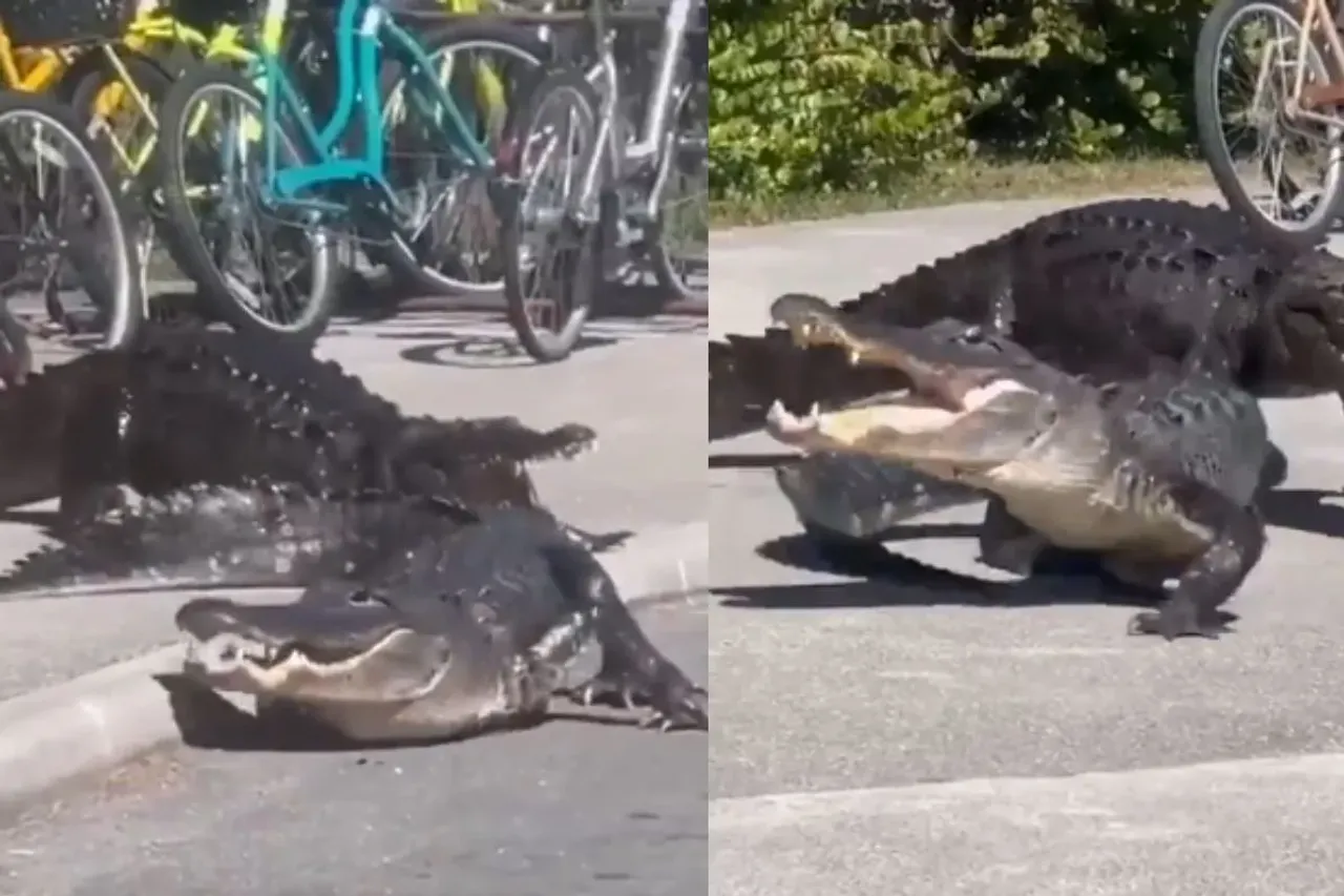 Crocodile and alligator fighting each other